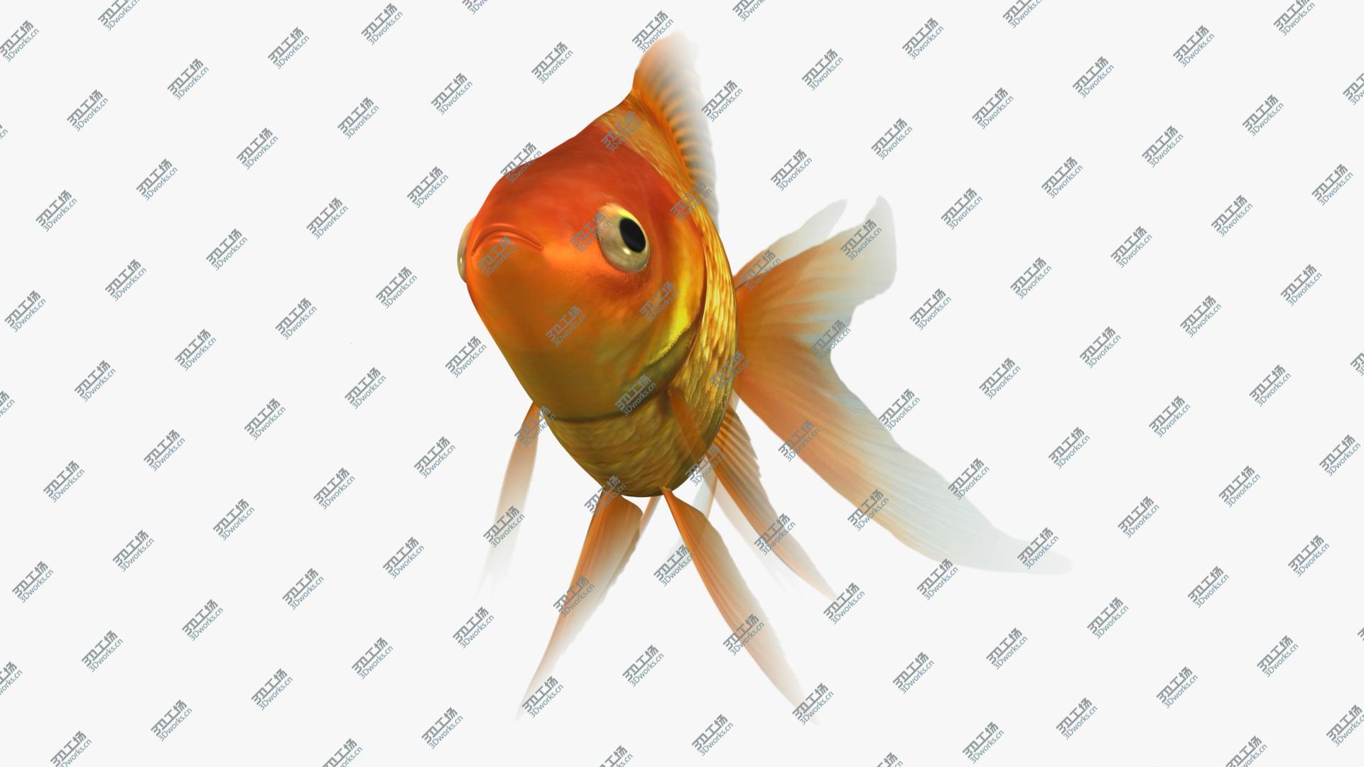 images/goods_img/202105074/Ryukin Goldfish Animated 3D model/3.jpg